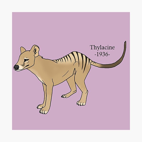 Lost Animals: Thylacine Photographic Print