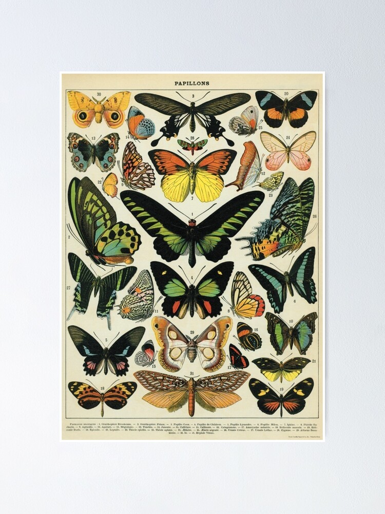 Póster for Sale con la obra «Patrón antiguo de mariposas