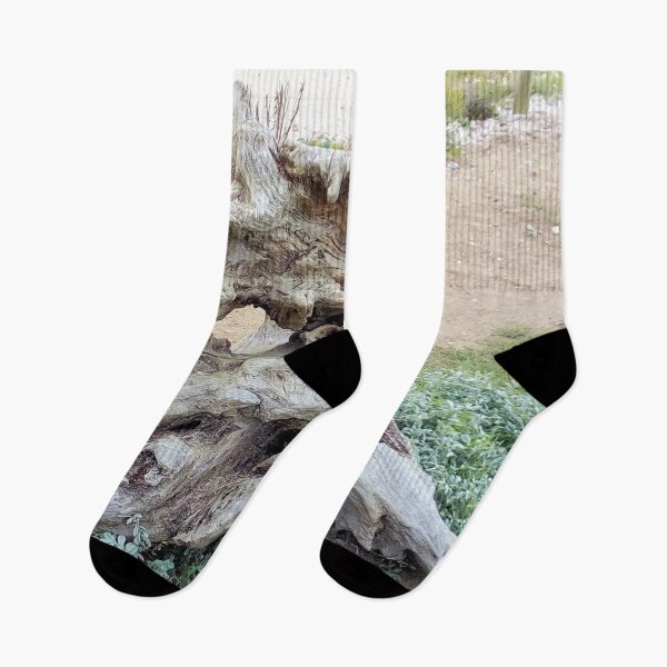 Item preview, Trees ~ Root 1 Sussex designed and sold by QualitySolution.