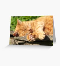 Ginger Cat Sleeping in Garden Greeting Card