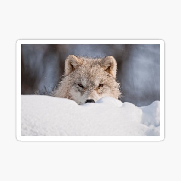 Arctic Wolf Sticker