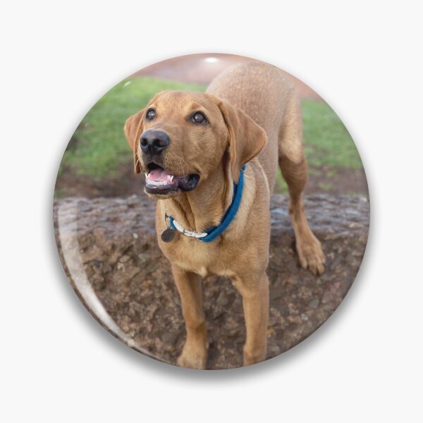 Item preview, Dexter the Fox Red Labrador - Happy Walks designed and sold by DexterFRL.