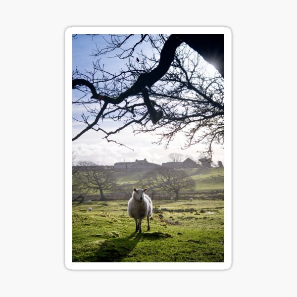Welsh Sheep Sticker
