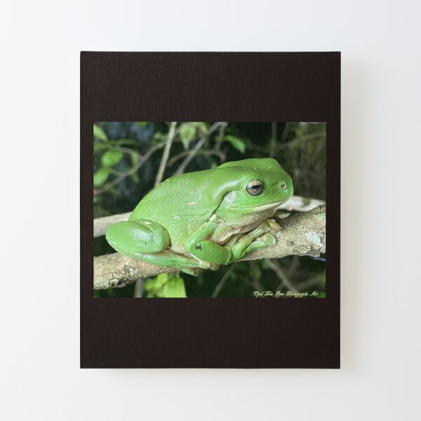 CUTE GREEN TREE FROG  Mounted Print for Sale by Opalbluerose