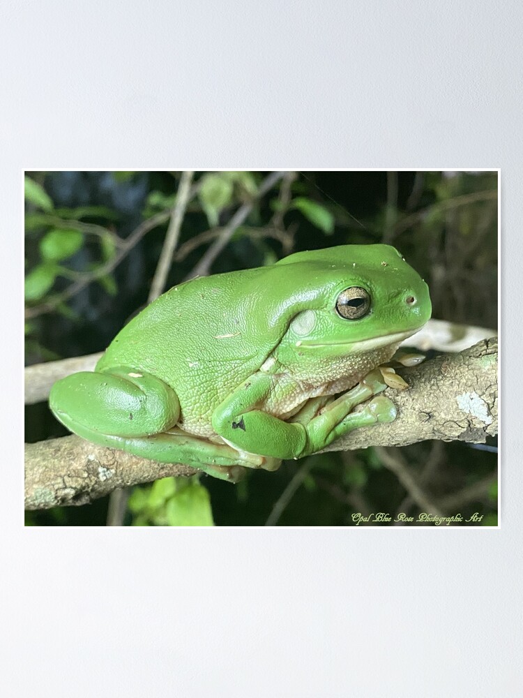 Premium Photo  Little green frog hiding in the grass