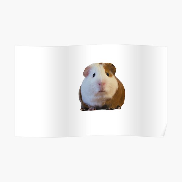 Details about   Anime Pui Pui Molcar Guinea Pig Carpet Area Rug Bathroom Room Shower Room Floor 