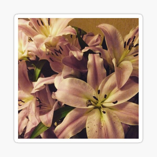 Pink Lilies Sticker