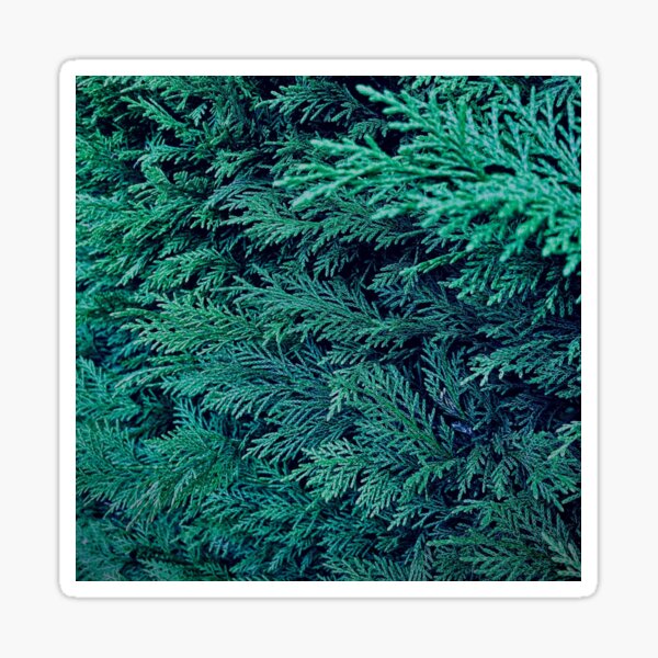 Dramatic cool green leaves with a tint of blue Sticker