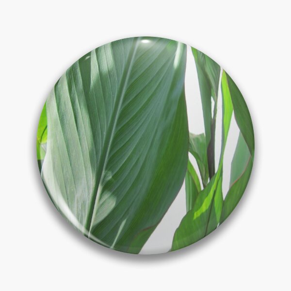 Item preview, Canna plant designed and sold by HerbertBroses.
