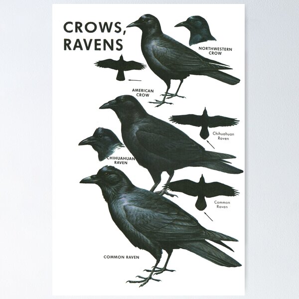 Item preview, Ravens and Crows - Vintage Ornithology Study designed and sold by elevens.