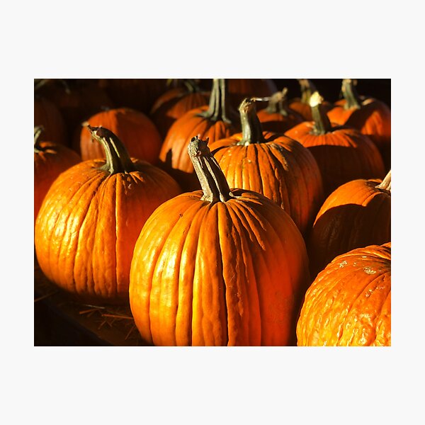 Pumpkins! Photographic Print