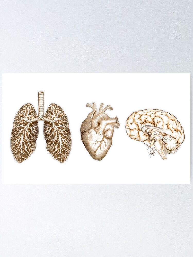 A set of human organ, lungs, heart and brain, vintage style