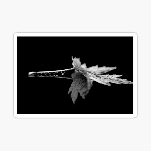 Leaf Water Droplets - Photograph | Print Sticker