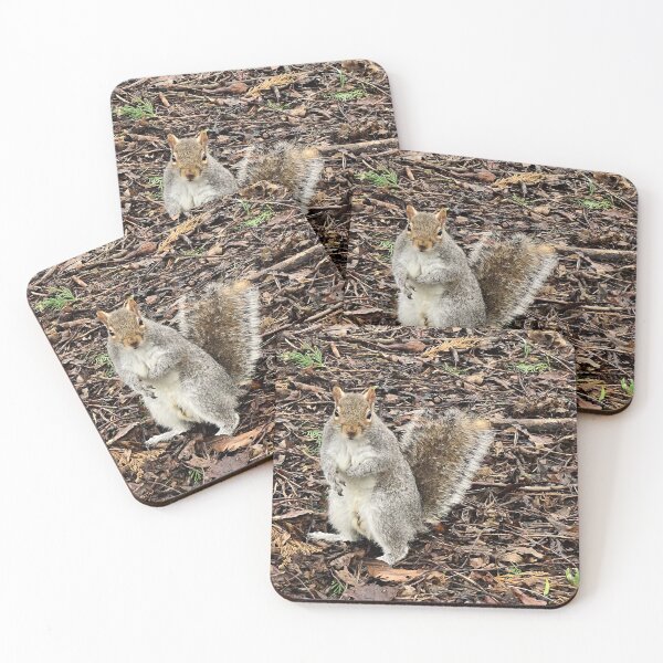 Item preview, TAMalloyPhoto - MISTER SQUIRREL designed and sold by TAMalloyPhoto.