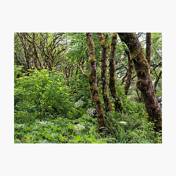 Item preview, Riparian Woods in Glacier National Park  designed and sold by Kathleen Bishop.