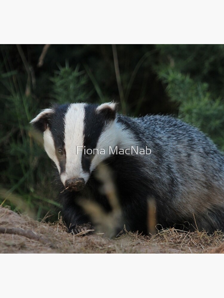 Badger by orcadia