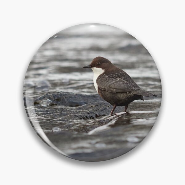 Item preview, Cooling time shallow waters. White-throated dipper designed and sold by Jouko Lehto Photography.