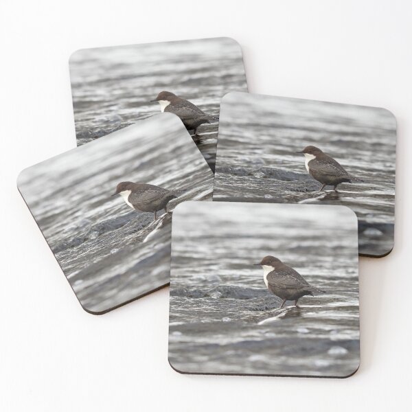 Item preview, Cooling time shallow waters. White-throated dipper designed and sold by Jouko Lehto Photography.