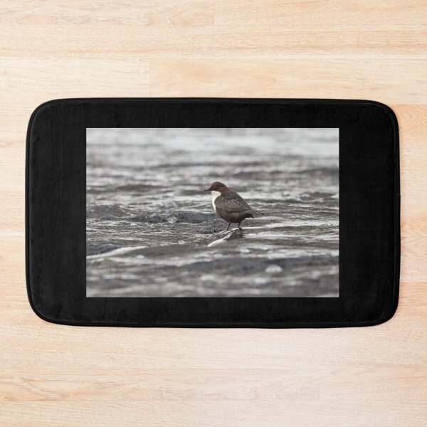 Item preview, Cooling time shallow waters. White-throated dipper designed and sold by Jouko Lehto Photography.