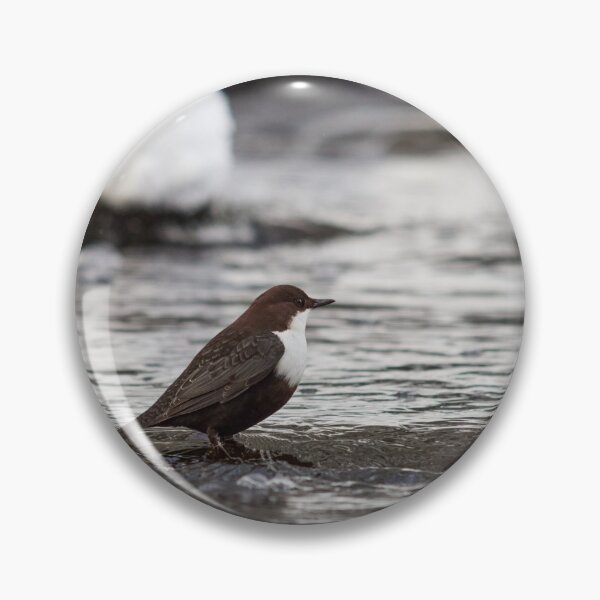 Item preview, Is this really the right time and place. White-throated dipper designed and sold by Jouko Lehto Photography.
