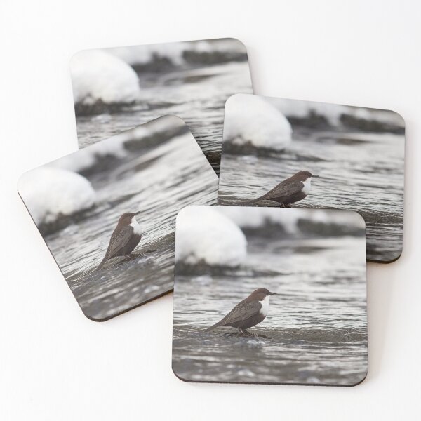 Item preview, Is this really the right time and place. White-throated dipper designed and sold by Jouko Lehto Photography.