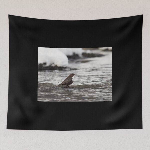 Item preview, Is this really the right time and place. White-throated dipper designed and sold by Jouko Lehto Photography.