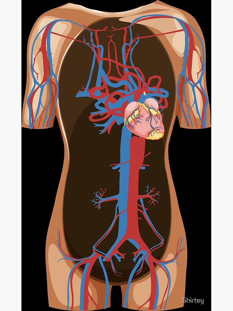 Anatomie eines männlichen Tintenfischs