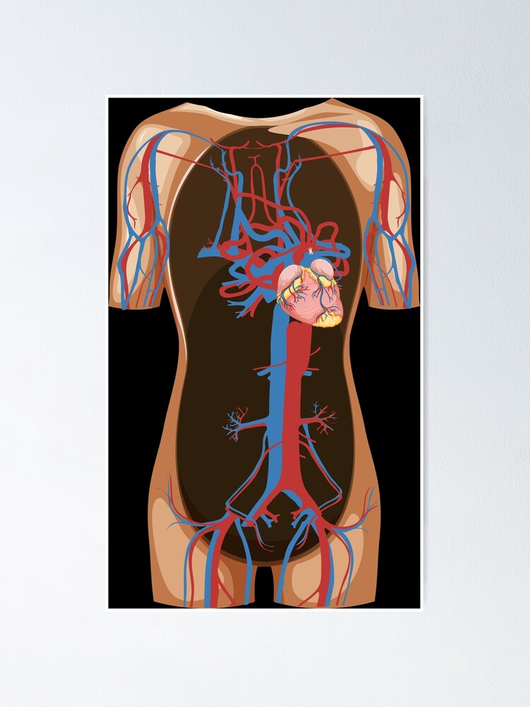 Anatomie eines männlichen Tintenfischs