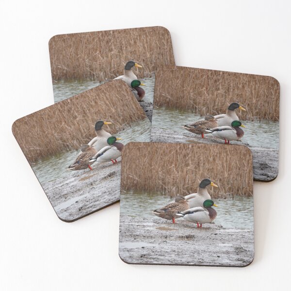 Item preview, Mallard Ducks designed and sold by GingerMan2550.