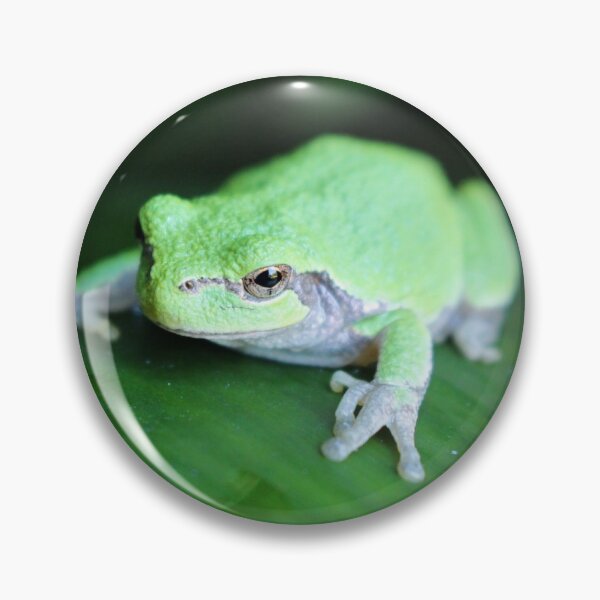 Item preview, Gray Tree Frog, original photo designed and sold by Denise Larson.