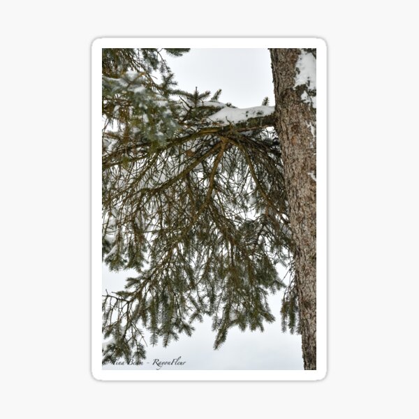 Snow Covered Pine Branch Sticker