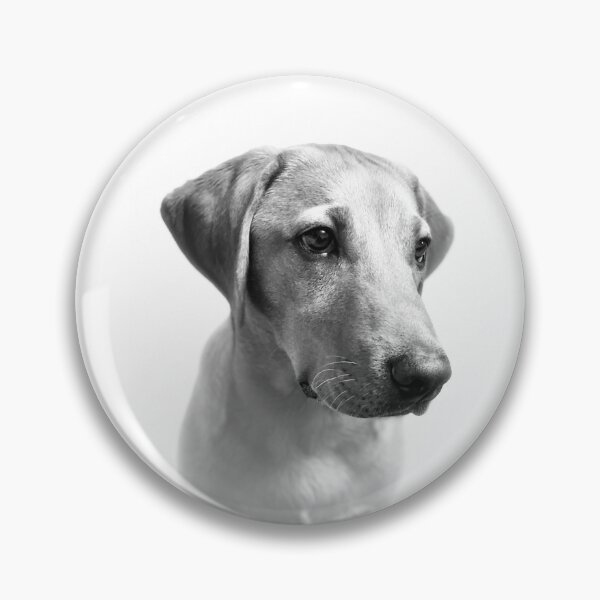 Item preview, Dexter the Fox Red Labrador - The Perfect Puppy (black & white) designed and sold by DexterFRL.