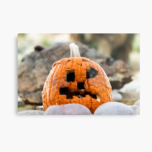 Withered Old Jack O' Lantern Metal Print