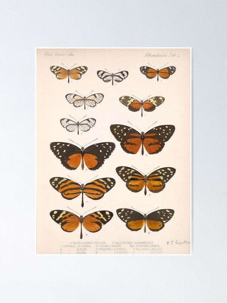 " Vintage Scientific Illustration Of Butterfly Moth Encyclopedia Labeled Diagrams " Poster by