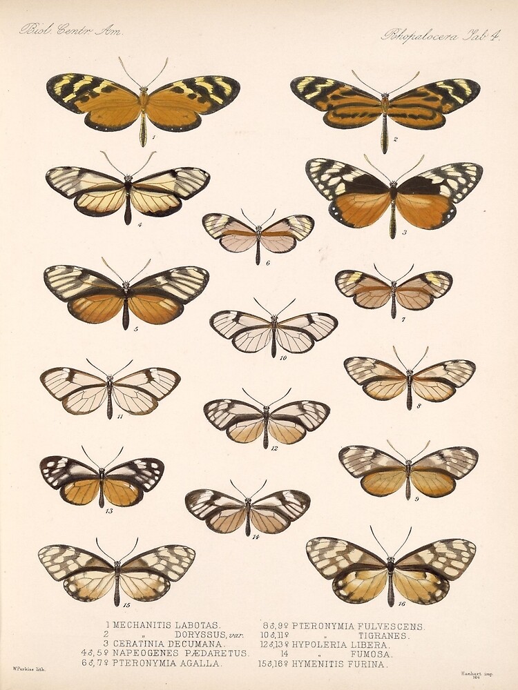 " Vintage Scientific Illustration Of Butterfly Moth Encyclopedia Labeled Diagrams " Poster by