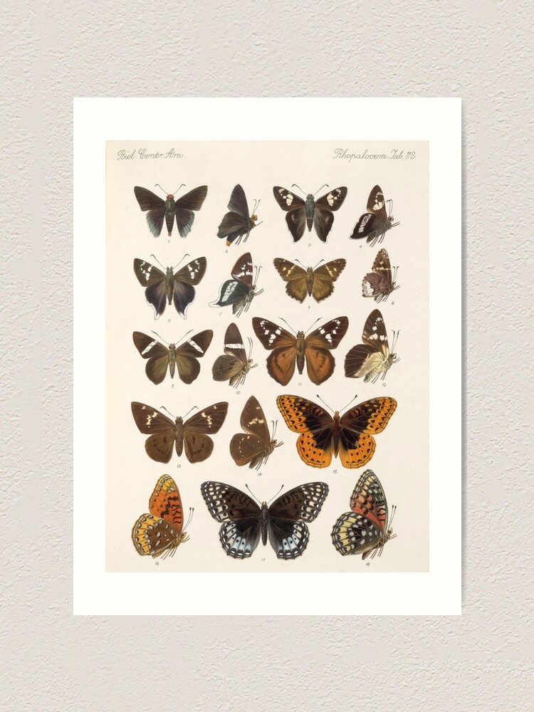 " Vintage Scientific Illustration Of Butterfly Moth Encyclopedia Labeled Diagrams " Art Print by