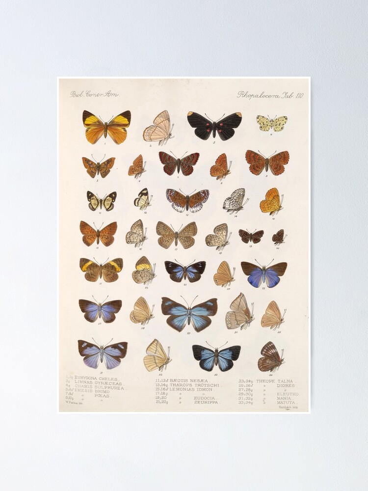 " Vintage Scientific Illustration Of Butterfly Moth Encyclopedia Labeled Diagrams " Poster by