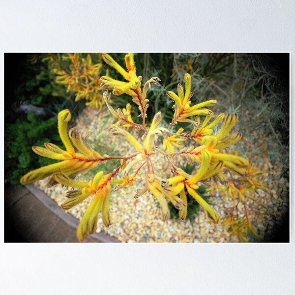 Item preview, Yellow Kangaroo Paw designed and sold by cs-cookie.