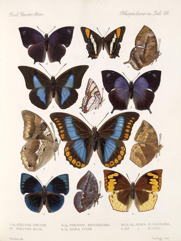 " Vintage Scientific Illustration Of Butterfly Moth Encyclopedia Labeled Diagrams " Sticker by