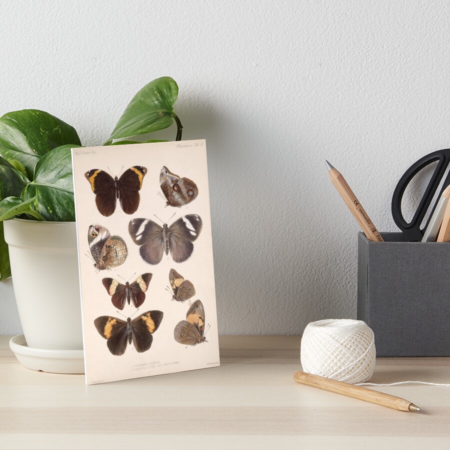 " Vintage Scientific Illustration Of Butterfly Moth Encyclopedia Labeled Diagrams " Art Board