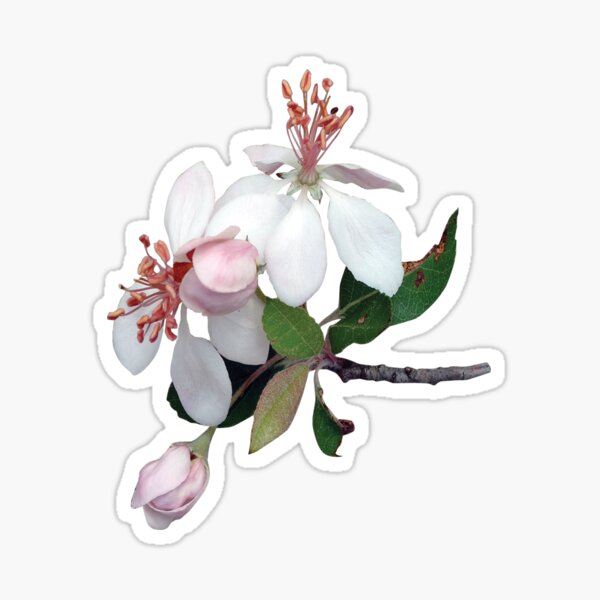 Apple Blossom Stickers Redbubble