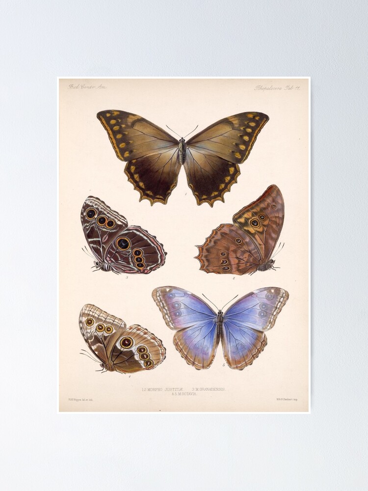 " Vintage Scientific Illustration Of Butterfly Moth Encyclopedia Labeled Diagrams " Poster by