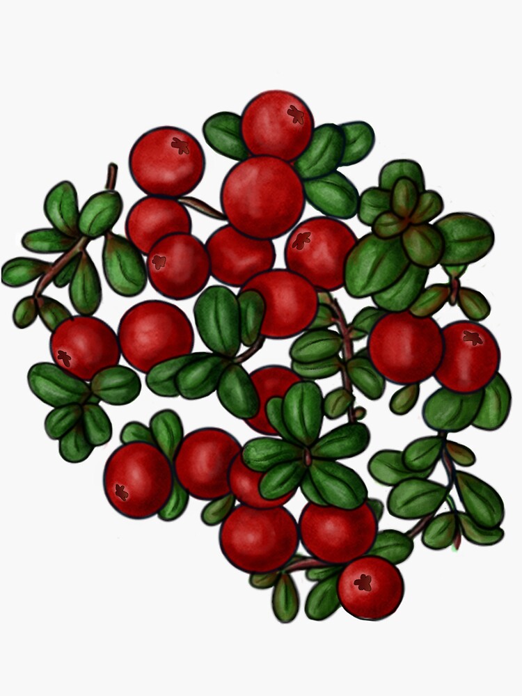 "Low Bush Cranberries" Sticker for Sale by sarahschroeder Redbubble