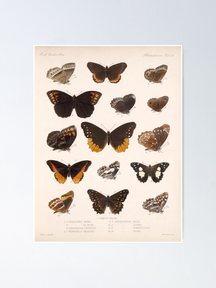 " Vintage Scientific Illustration Of Butterfly Moth Encyclopedia Labeled Diagrams " Poster by