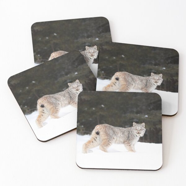 Item preview, Canada Lynx Kitten designed and sold by mlorenz.
