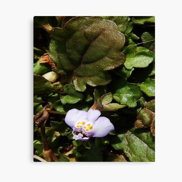 Item preview, Driveway Violet Under Massive Macro 02/04/2021 designed and sold by Mark Polk.