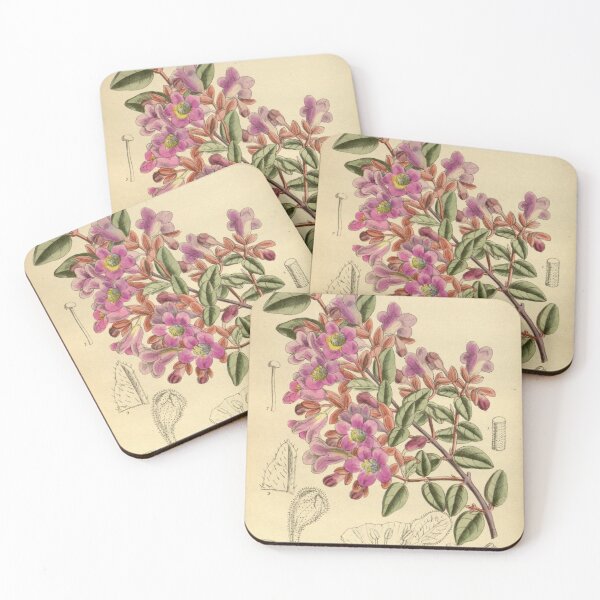 Item preview, Abelia longituba 145 8810 designed and sold by EsotericBotanic.