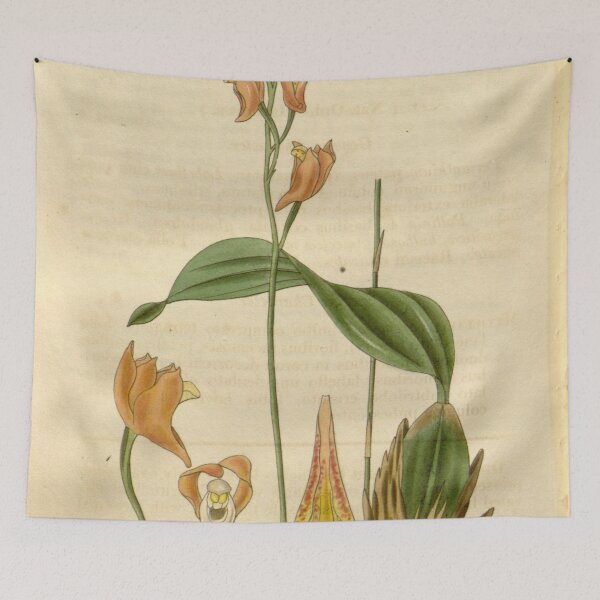 Item preview, Bifrenaria racemosa (as Maxillaria racemosa) Curtis' 54 (N.S. 1) pl. 2789 (1827) designed and sold by EsotericBotanic.