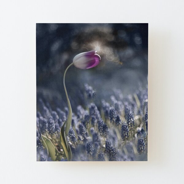 morning light Wood Mounted Print