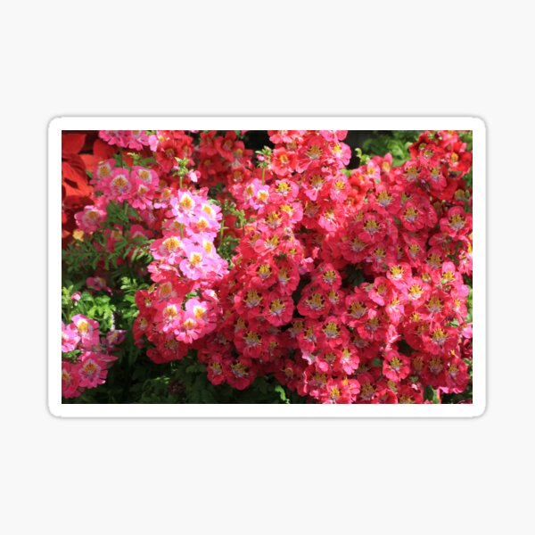 Mass of Pink Sticker